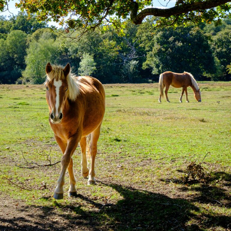 pexels-charles-miller-1020744-34321547